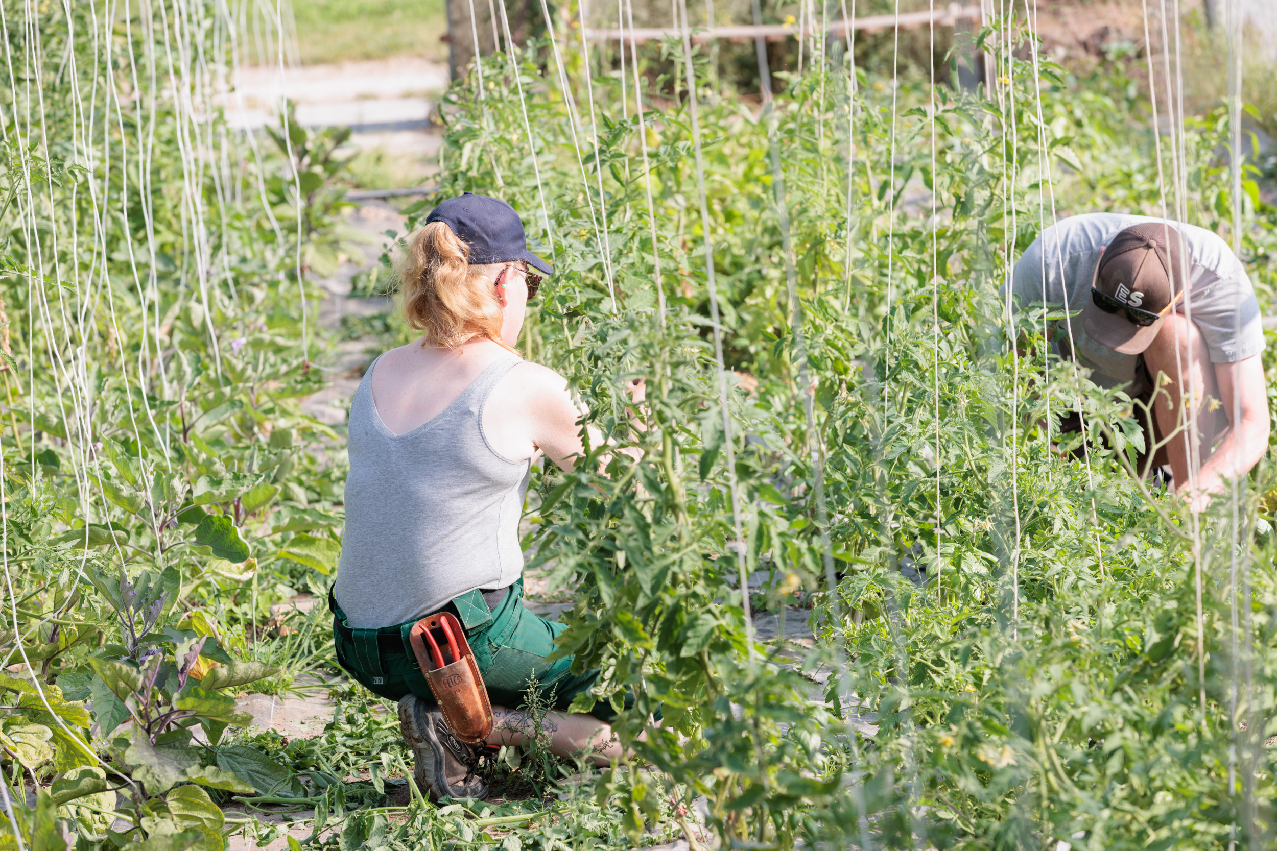 2 personnes travaillant sur les plants de tomates dans une serre