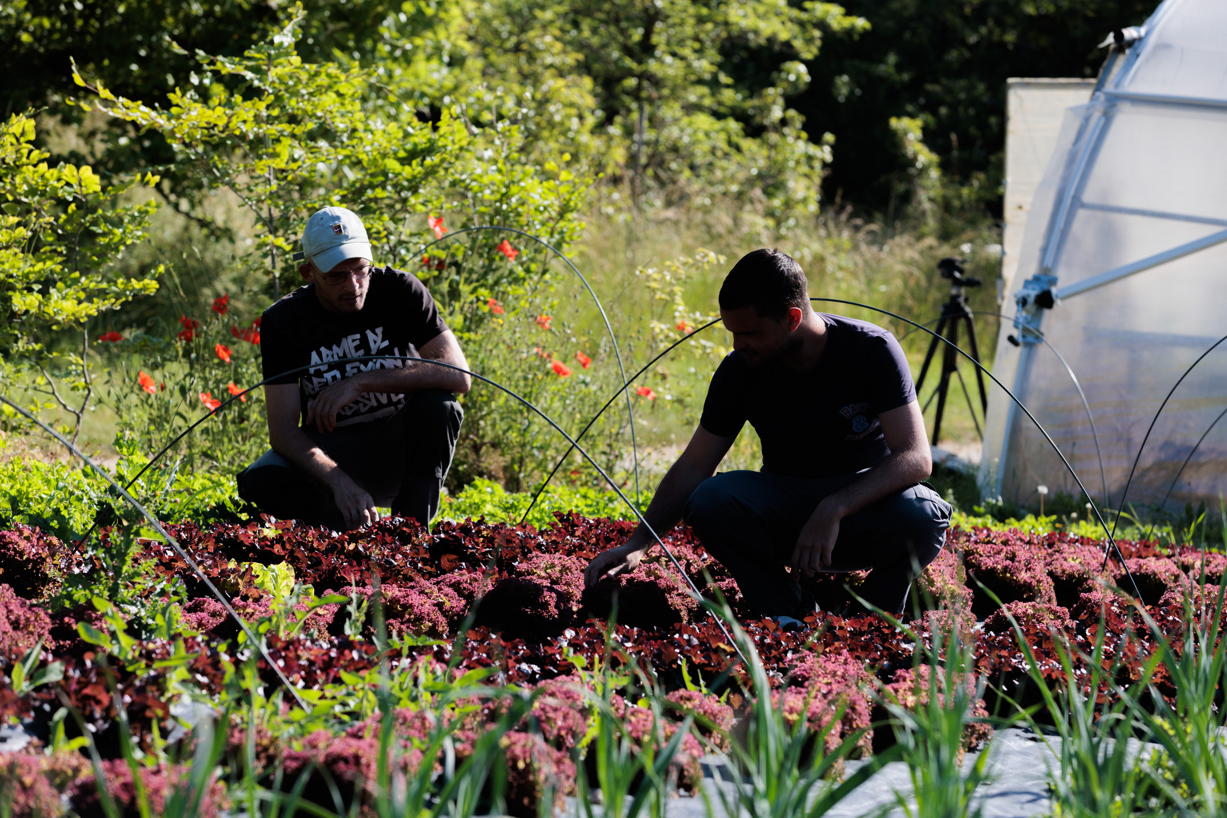 2 hommes travaillant dans le jardin potager